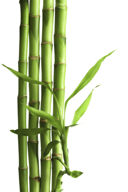 Bamboo Stocks with Leaves Homeopathic Holistic Herbal Natural Medicine Center Lakeland Central Florida