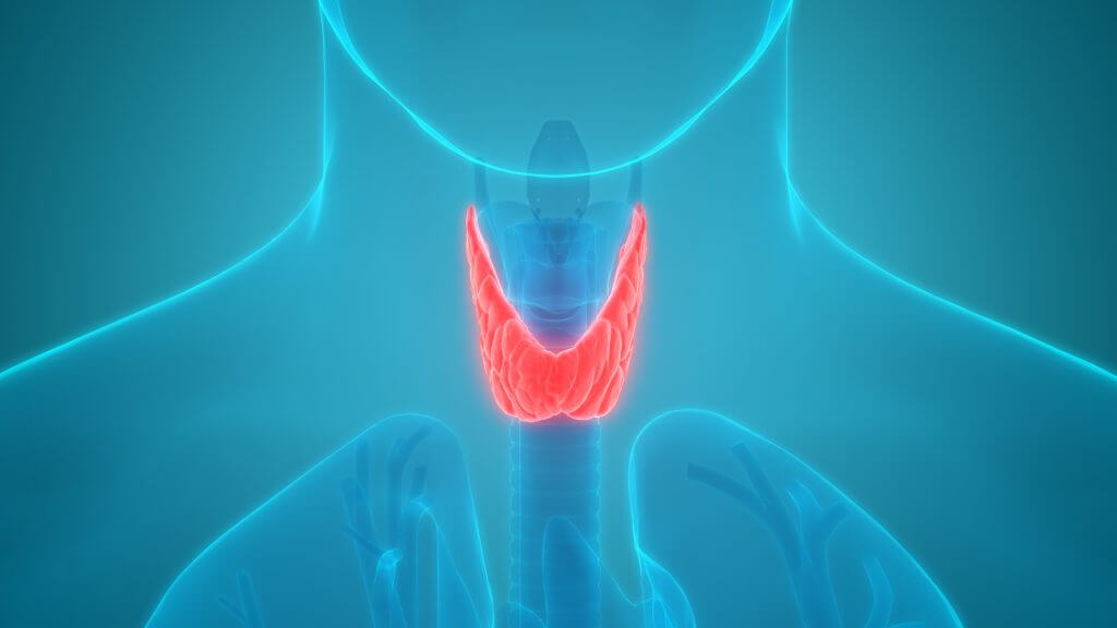 Thyroid Function Explained