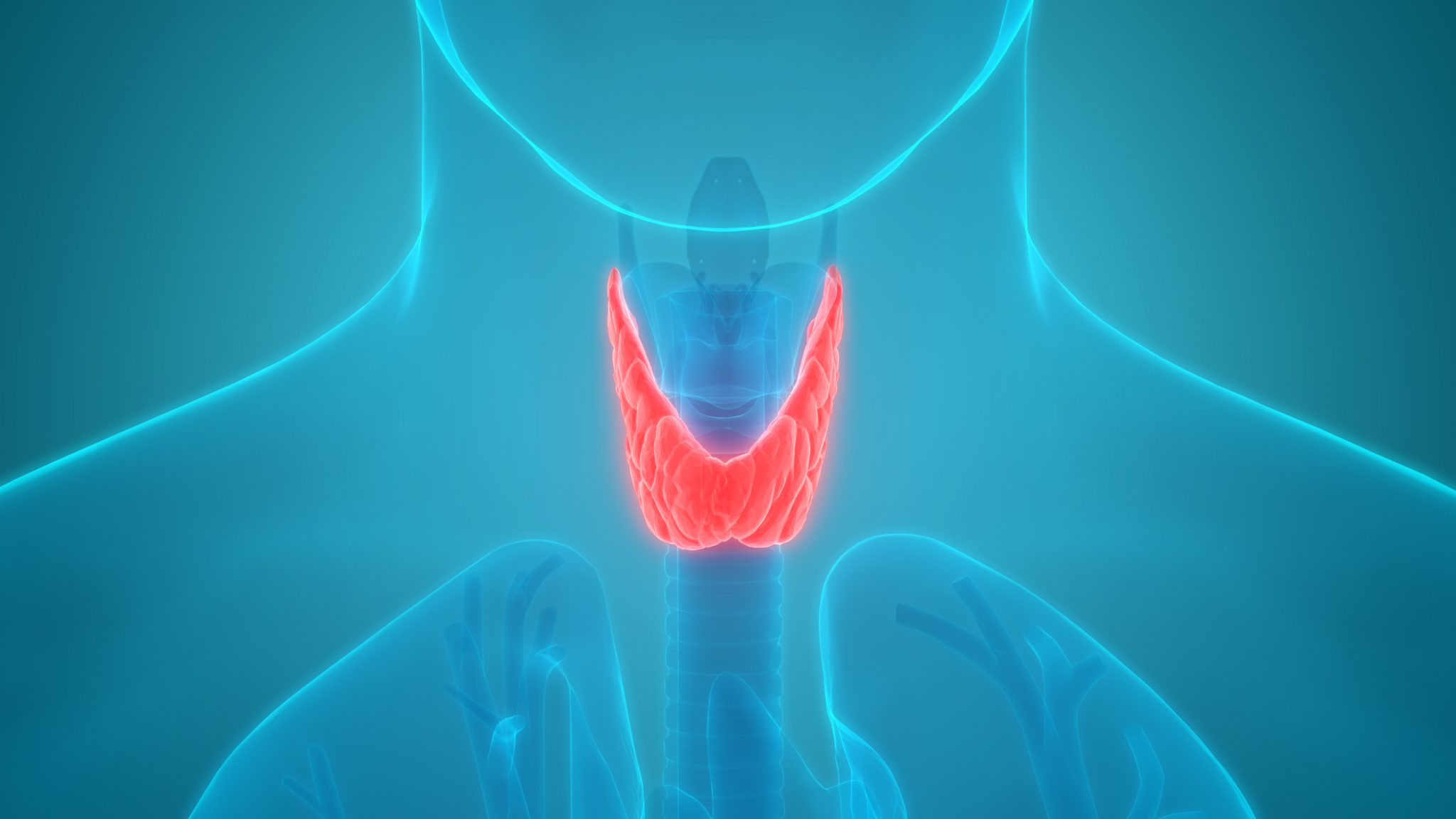 Thyroid Function Explained - Natural Medicine Center - Lakeland